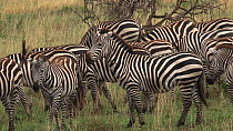 Burchell's zebra (Equus burchellii) interacting, rearing-up, kicking and showing teeth, Ngorongoro Crater, Tanzania.