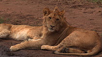 Subadult male African lion (Pathera leo) grooming itself and yawning before lying down, Serengeti NP, Tanzania.