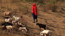 Masai herding a flock of Domestic goats (Capra hircus), Ngorongoro Conservation Area, Tanzania.