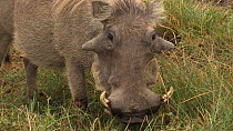 Common warthog (Phacochoerus africanus) feeding, Ngorongoro Crater, Tanzania.