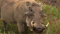 Common warthog (Phacochoerus africanus) feeding, Ngorongoro Crater, Tanzania.