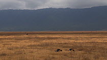 Two Crowned cranes (Balearica regulorum) feeding, Ngorongoro Crater, Tanzania.