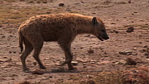 Spotted hyaena (Crocuta crocuta) with a limp stopping at a a puddle to drink, Ngorongoro Crater, Tanzania.