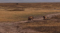 Male Spotted hyaena (Crocuta crocuta) approaching and attempting to court a female, before running away, Ngorongoro Crater, Tanzania.