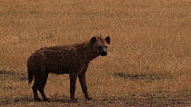 Male Spotted hyaena (Crocuta crocuta) hesitating whilst approaching and attempting to court a female, Ngorongoro Crater, Tanzania.