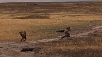 Male Spotted hyaena (Crocuta crocuta) approaching and attempting to court a female, before being rebuked, Ngorongoro Crater, Tanzania.