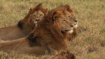 Group of three male African lions (Panthera leo) waking up suddenly and looking around, Serengeti NP, Tanzania.