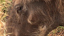 Close-up of a Common warthog (Phacochoerus africanus) feeding, Ngorongoro Crater, Tanzania.