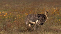 Female Ostrich (Struthio camelus) grazing, Ngorongoro Crater, Tanzania