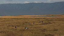 Wide angle shot of a group of Crowned cranes (Balearica regulorum) feeding, Ngorongoro Crater, Tanzania.