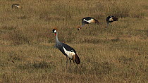 Crowned cranes (Balearica regulorum) feeding, one lifting its head and listening, Ngorongoro Crater, Tanzania.