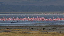 Mixed flock of Greater flamingos (Phoenicopterus roseus) and Lesser flamingos (Phoenicopterus minor) on a soda lake, flapping their wings in agitation, Ngorongoro Crater, Tanzania.