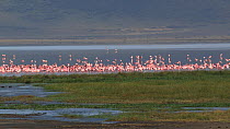 Panning shot of a mixed flock of Greater flamingos (Phoenicopterus roseus) and Lesser flamingos (Phoenicopterus minor) on a soda lake, flapping their wings in agitation, Ngorongoro Crater, Tanzania.