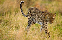 African leopard (Panthera pardus) hunting in long grass, Samburu Game Reserve, Kenya, Africa, November.