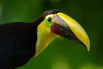 Chestnut-mandibled toucan (Ramphastos swainsonii) portrait, Atlantic coastal jungle, Laguna del Lagarto, Costa Rica, Central America, January.