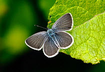 Male Small blue butterfly (Cupido minimus) resting on a leaf, Surrey, England, UK, June.