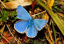 Male Adonis blue butterfly (Lysandra bellargus) basking wings open. North Downs, Surrey, England, UK, August.
