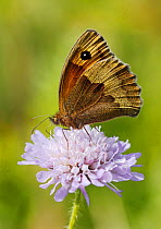 Meadow Brown Butterfly (Maniola jurtina) feeding from Scabious flower (Scabiosa) North Downs, Surrey, England, UK, August.
