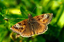 Dingy skipper butterfly (Erynnis tages) basking wings open, North Downs, Surrey, England, UK, April.
