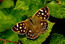 Speckled wood butterfly (Pararge aegeria) resting on bramble leaf, South-west London, UK