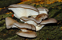 Oyster Mushrooms (Pleurotus ostreatus) growing from dead tree, North Downs, Surrey, England, UK. November.