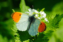 Male Orange tip (Anthocharis cardamines) butterfly feeding from garlic mustard flowers, London, April.