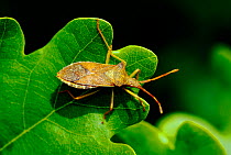 Shield bug (Coreus marginatus) resting on Oak leaf, London, UK, May.