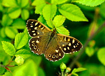 Speckled wood butterfly (Pararge aegeria) female, resting on Dog-rose, London, UK, May.