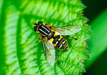Hoverfly (Helophilus sp.) resting on leaf, London, UK, May.