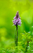 Common spotted orchid (Dactylorhiza fuchsii) South Downs, Surrey, UK, June.
