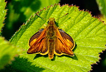 Large skipper butterfly (Ochlodes venatus) male resting on a leaf, London, UK, June.