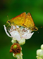 Mating pair of Large skipper butterflies (Ochlodes venatus) London, UK, June.
