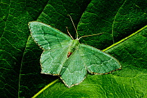 Common Emerald moth (Hemithea aestivaria) resting on a leaf, London, June.