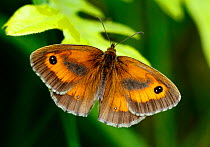 Male Gatekeeper/ Hedge brown butterfly (Pyronia tithonus) wings open, Wimbeldon Common SSSI, London, UK. July,