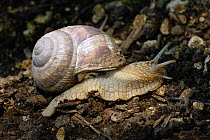 Roman / Edible Snail (Helix pomatia) North Downs, Surrey, UK, July.