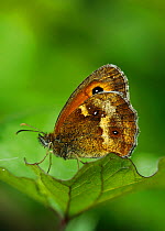 Hedge Brown / Gatekeeper butterfly (Pyronia tithonus) resting on a leaf, London, UK.