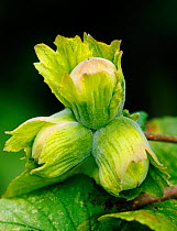 Common Hazel (Corylus avellana) nuts, London, July