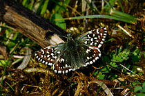 Grizzled Skipper butterfly (Pyrgus malvae) basking wings open, North Downs, Surrey, UK. August.