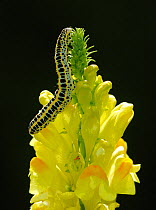 Toadflax brocade moth (Calophasia lunula) caterpillar, on Common Toadflax, London, UK, August.