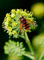 Hoverfly (Volucella zonaria) feeding from Ivy flowers (Hedera helix) London, UK, September.