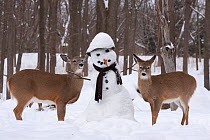 Male and female White-tailed deer (Odocoileus virginianus) with snowman, New York, USA.