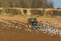 Valtra T 163 tractor ploughing in wheat stubble, Norfolk, UK. January 2015.