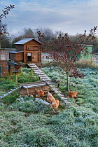 Free-range chickens and raised chicken coop in frosty weather, Norfolk, UK. November.