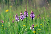 Common spotted orchid (Dactylorhiza fuchsii), Wiltshire, UK, June.