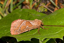 Common swift moth (Hepialus lupulinus) on leaf, Wiltshire, UK, August.