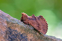 Coxcomb prominent moth (Ptilodon capucina) dark form, Wiltshire, UK, June.