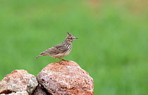 Crested Lark (Galerida cristata) perched on rock, Spain, March.