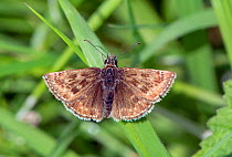 Dingy skipper butterfly (Erynnis tages), Wiltshire, UK, May.