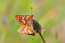 Duke of Burgundy butterfly (Hamearis lucina) mating, Wiltshire, UK.