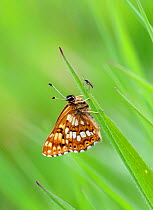 Duke of Burgundy butterfly (Hamearis lucina), Wiltshire, UK, June.